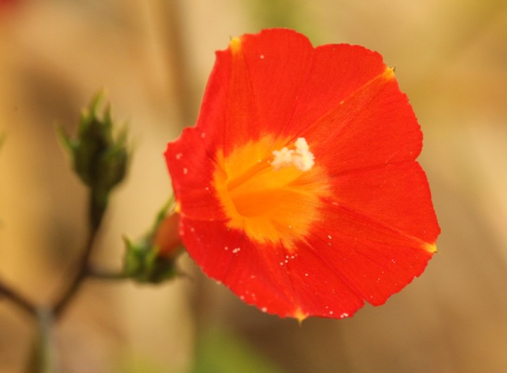 Small Red Morning Glory